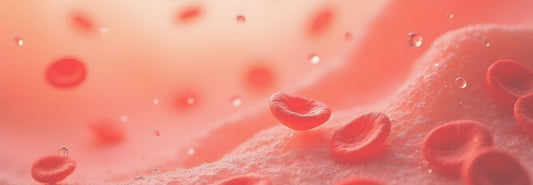 bone marrow blood cells