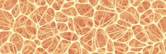 bone marrow illustartion